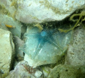 Not a new species of starfish - a bit of plastic bottle. 