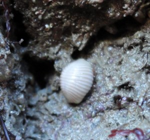 Arctic cowrie