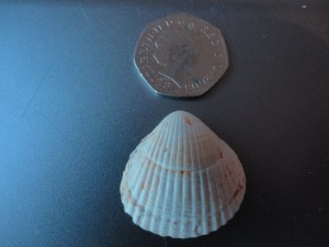 Common cockle