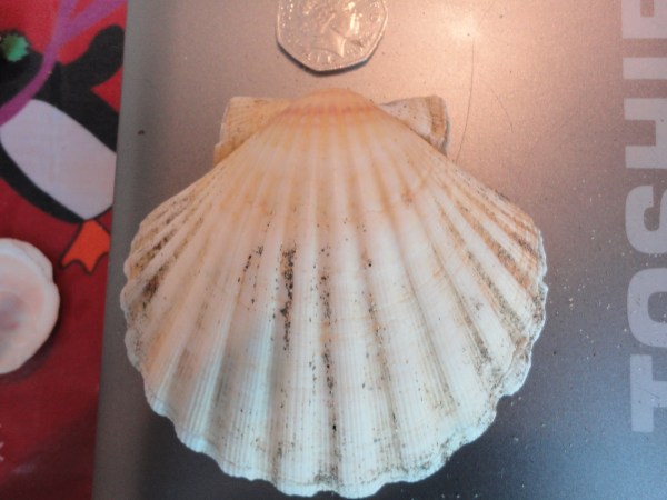 Seashell Collecting – Cornish Rock Pools