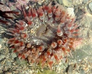 A beautiful dahlia anemone (Urticina felina).