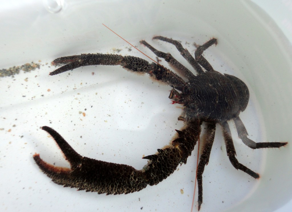 The biggest squat lobster I've ever found. Galathea squamifera.