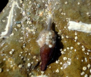 Candelabrum cocksii - not extended (about 1.25 cm long)