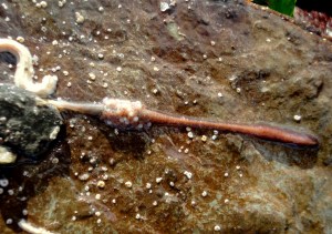 Candelabrum cocksii extended - about 10cm