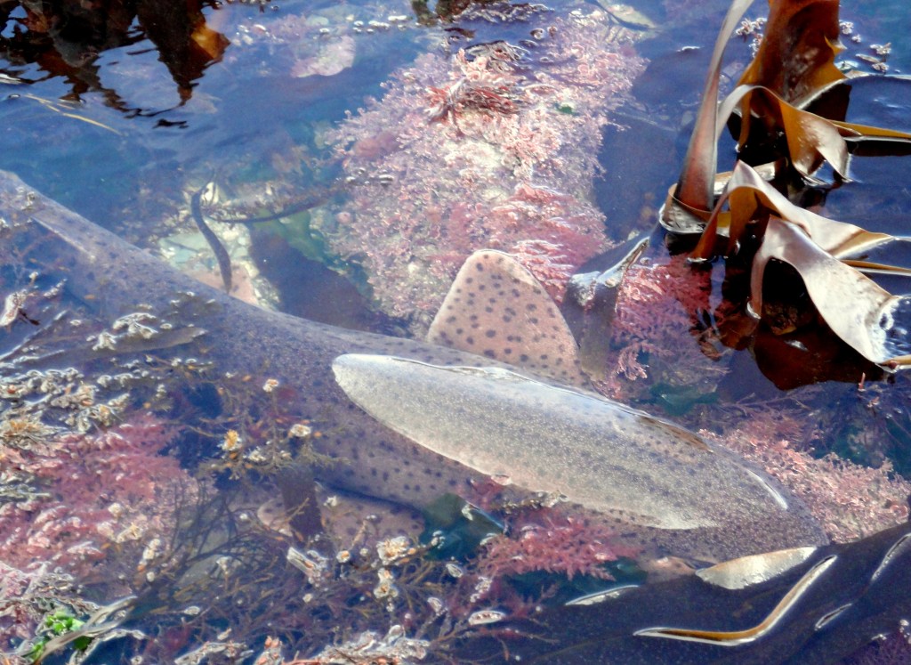 Shark in the rock pools, Hannafore, Cornwall