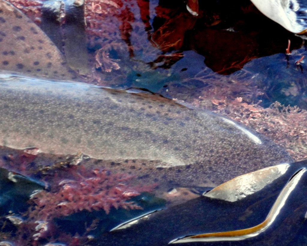 Shark (bull huss) by my foot in a Cornish rock pool