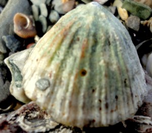 This limpet has a tiny hole made by a dog whelk