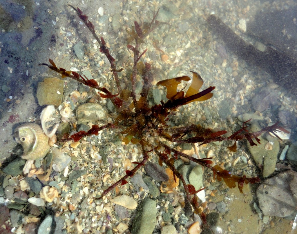 A 'decorator' crab - long legged spider crab.