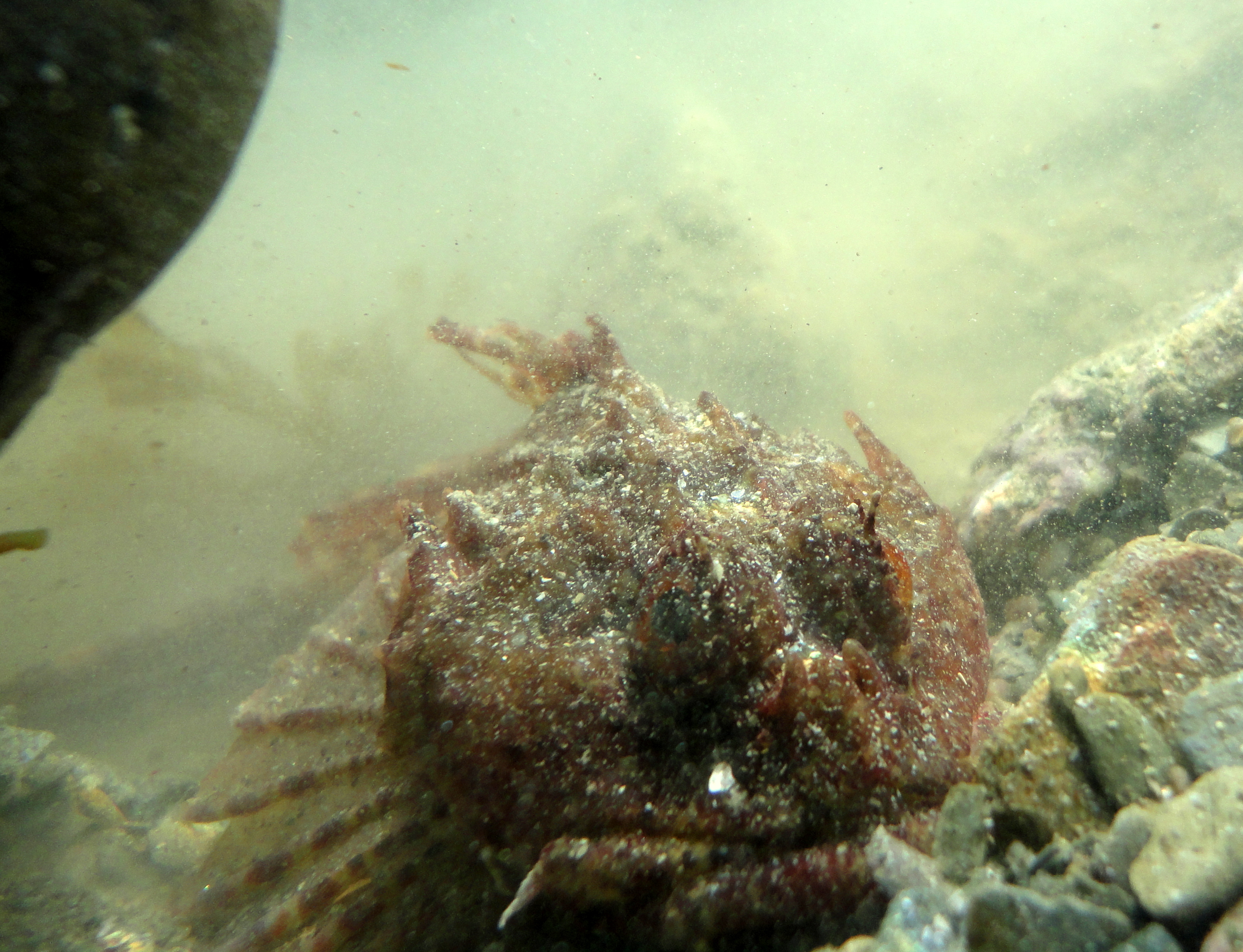 A scorpion fish lurking in a pool