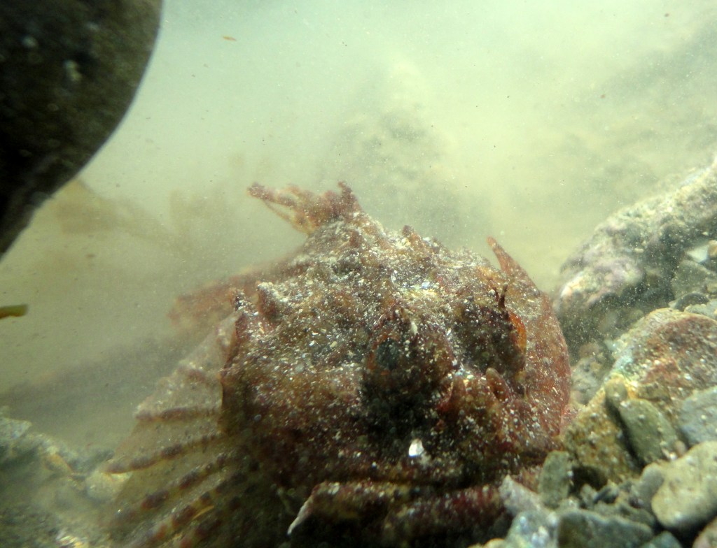 A scorpion fish lurking in a pool