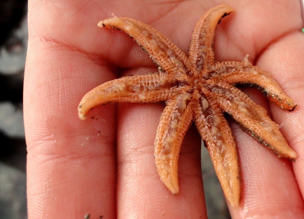 The underside of a seven-armed starfish showing the tentacle feet.