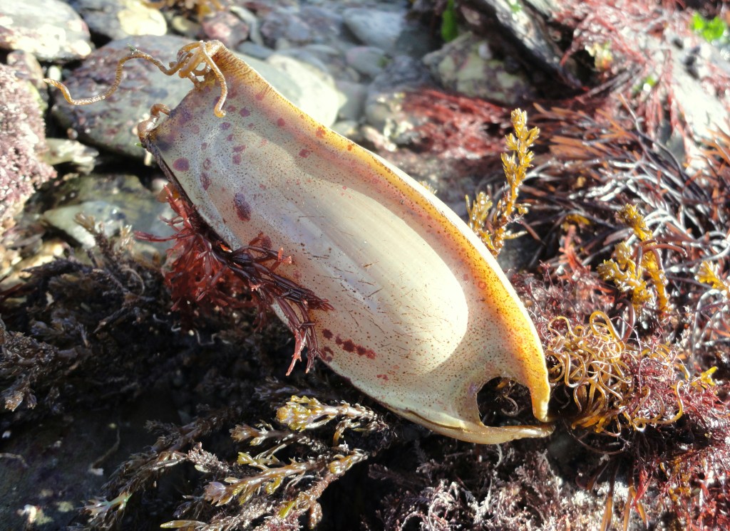 Shark egg case (Scyliorhinus stellaris). The live fish hatches after around 7-9 months in this case.