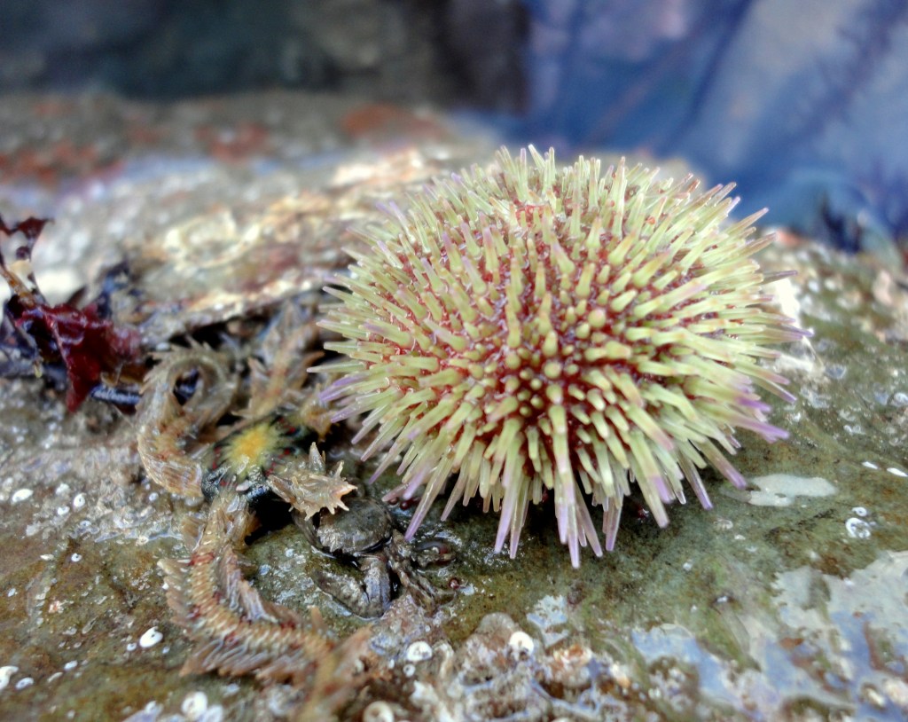 A shore urchin and a brittle star on 'echinoderm rock'.