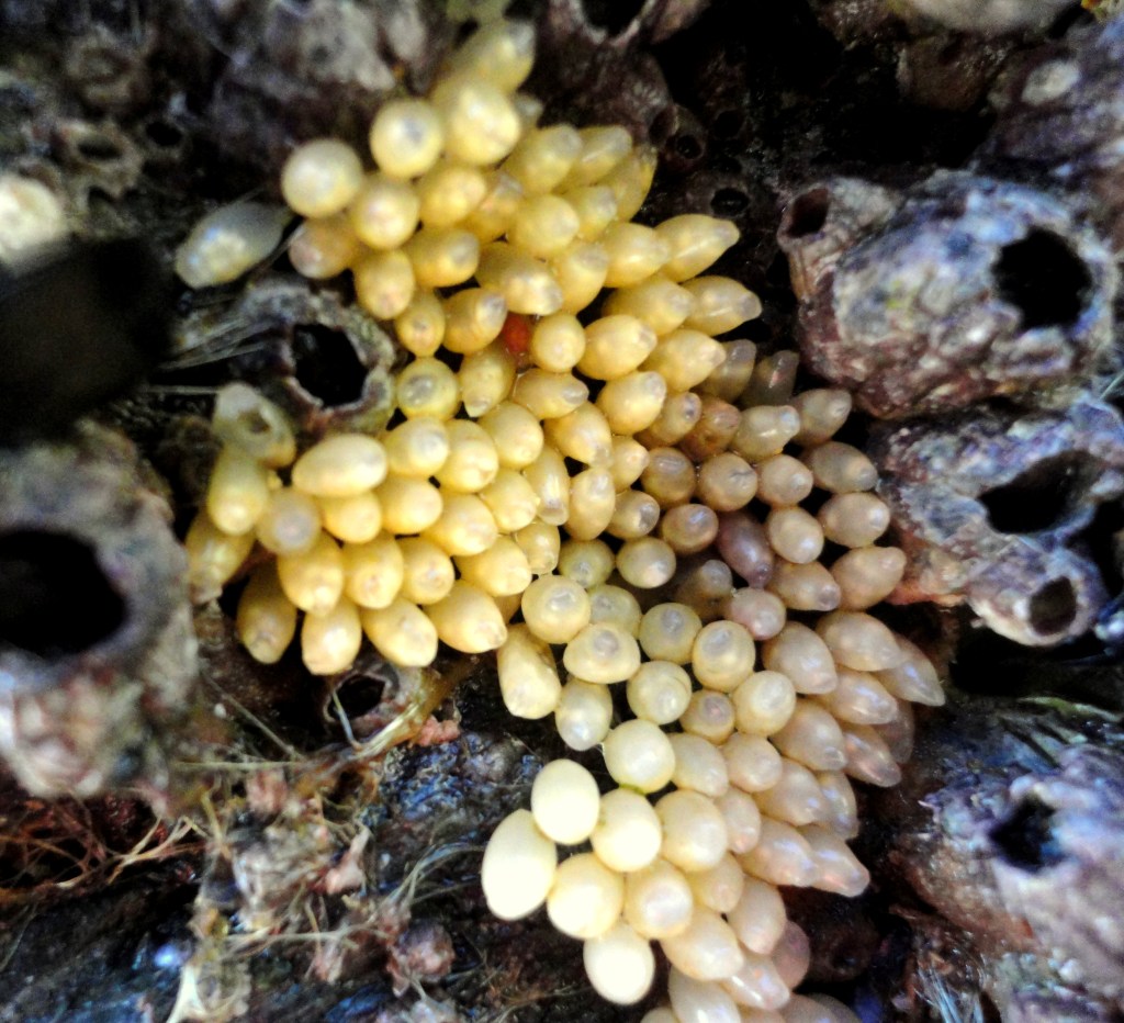 Dog whelk eggs at Mawgan Porth