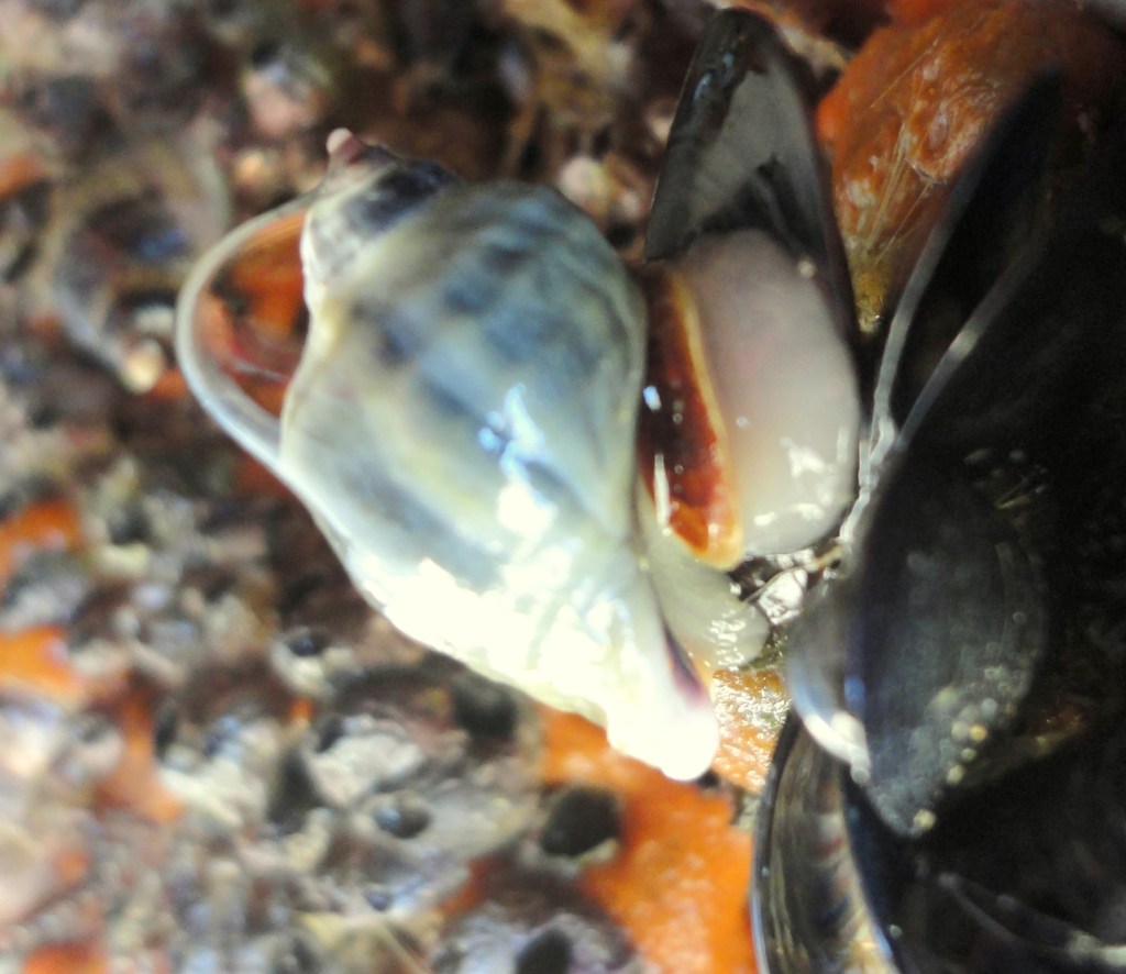 Dog whelk attacking a mussel