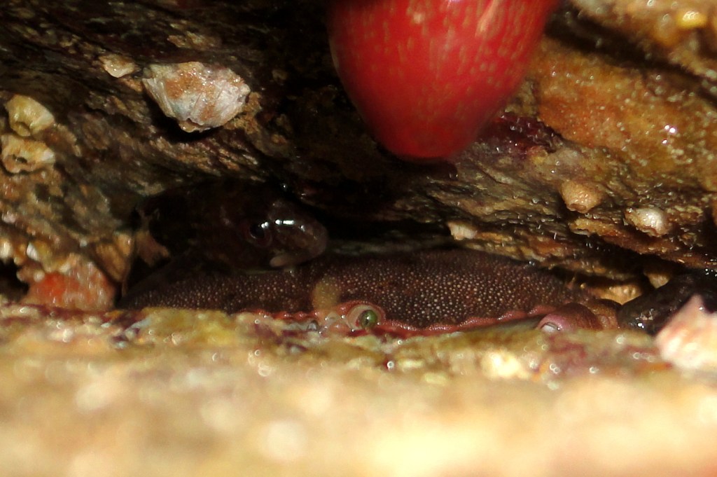 An edible crab hides with a blenny on its back