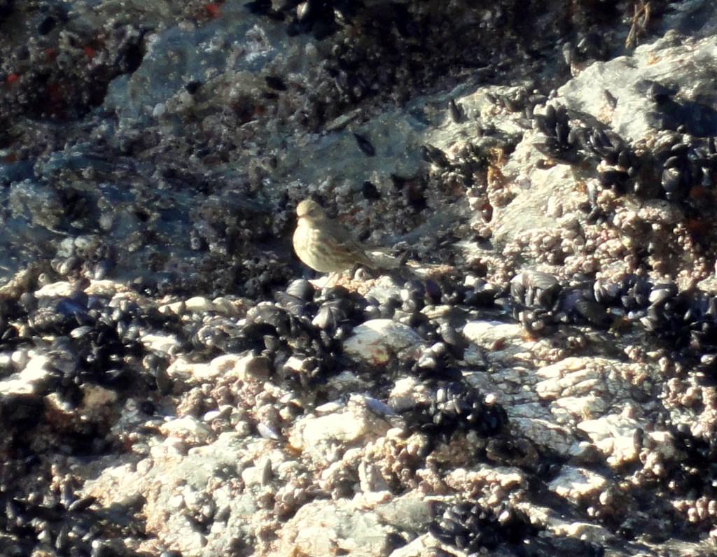 A rock pipt forages on the rock.