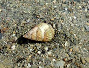 Netted dog whelk