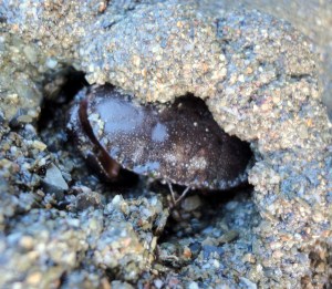 An edible crab burrowing