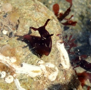 A tiny baby sea hare