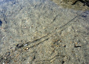 Mollusc tracks in the sand