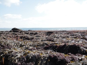 Hannafore at low tide