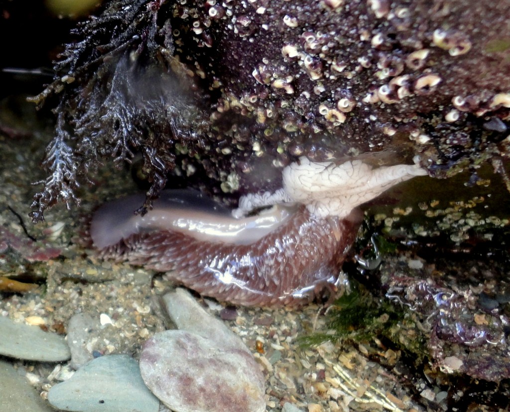 A great grey sea slug laying eggs. This one is red tinged and has probably recently eaten an anemone.