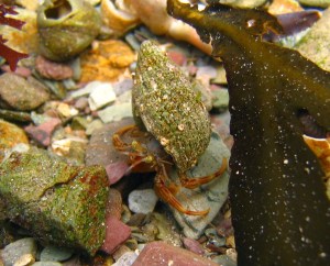 Other half's hermit crab