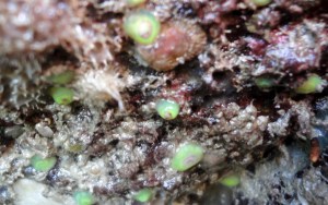 Green jewel anemones under an overhang, Looe, Cornwall