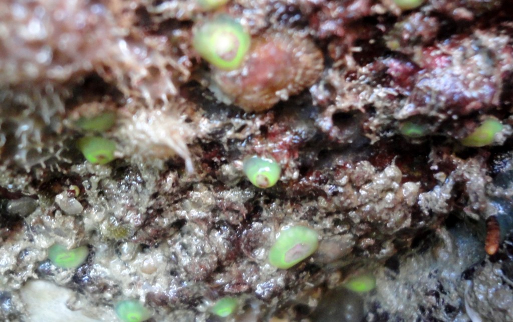 Green jewel anemones under an overhang, Looe, Cornwall