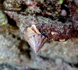 A painted topshell hangs out at the front of the jewel anemone rock