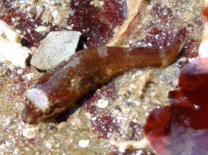 Small clingfish species