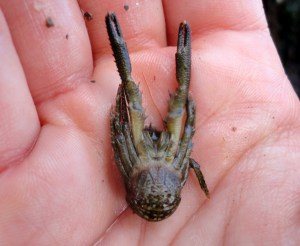 The underside of a squat lobster (Galathea squamifera) showing the curve of the tail. Squat lobsters swim away very fast by flicking this tail.