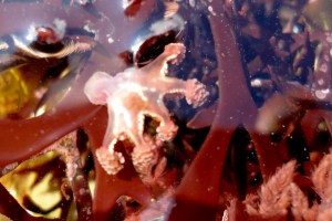 Stalked jellyfish -  Lucernariopsis cruxmelitensis at Hannafore, Corwall. Cornish Rock Pools