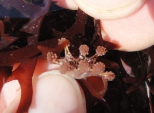 Stalked jellyfish -  Lucernariopsis cruxmelitensis by Cornish Rock Pools