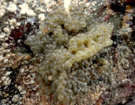 Fish eggs under a rock. Inside, lots of tiny eyes look back at me.