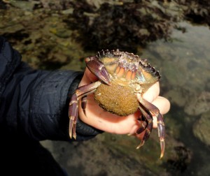 Holding a one-clawed green shore crab with eggs under her tail