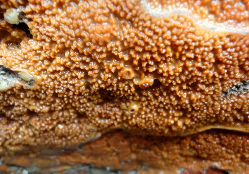 A colourful covering of sponge