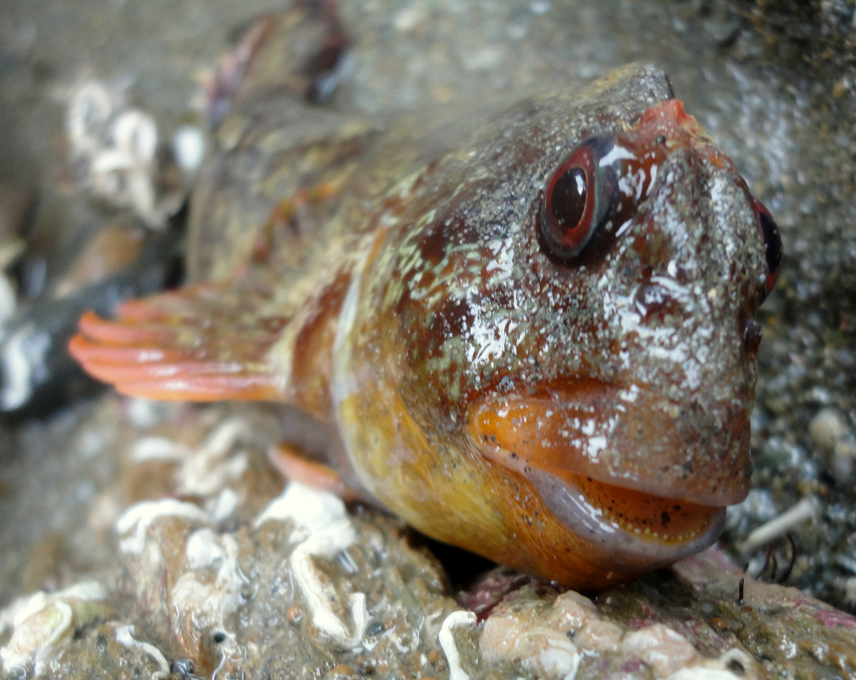 Tompot blenny - a fantastically photogenic fish