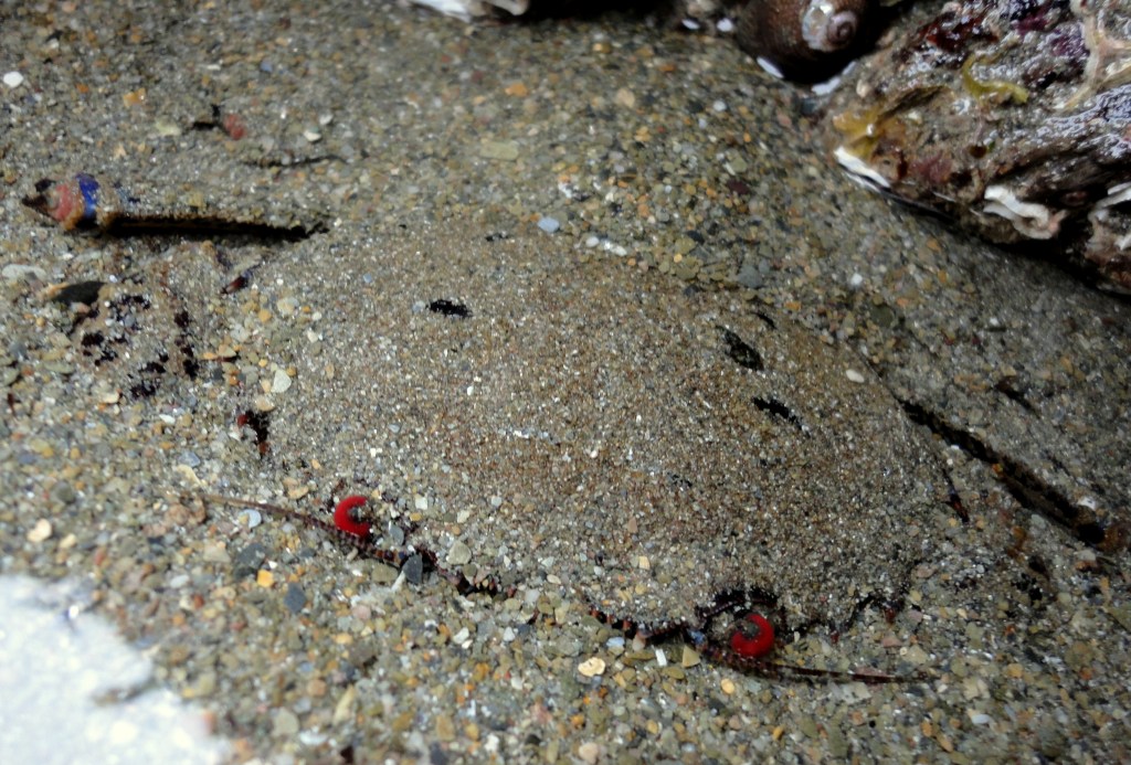 A velvet swimming crab hiding in sand