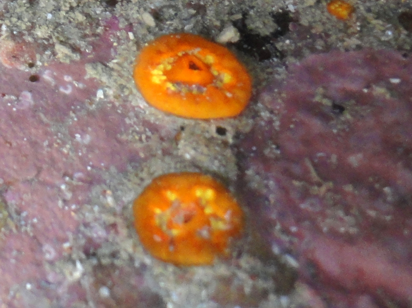 Scarlet and gold star coral