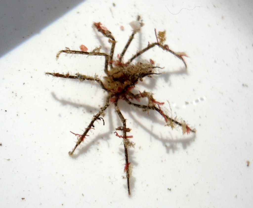 Decorator spider crab