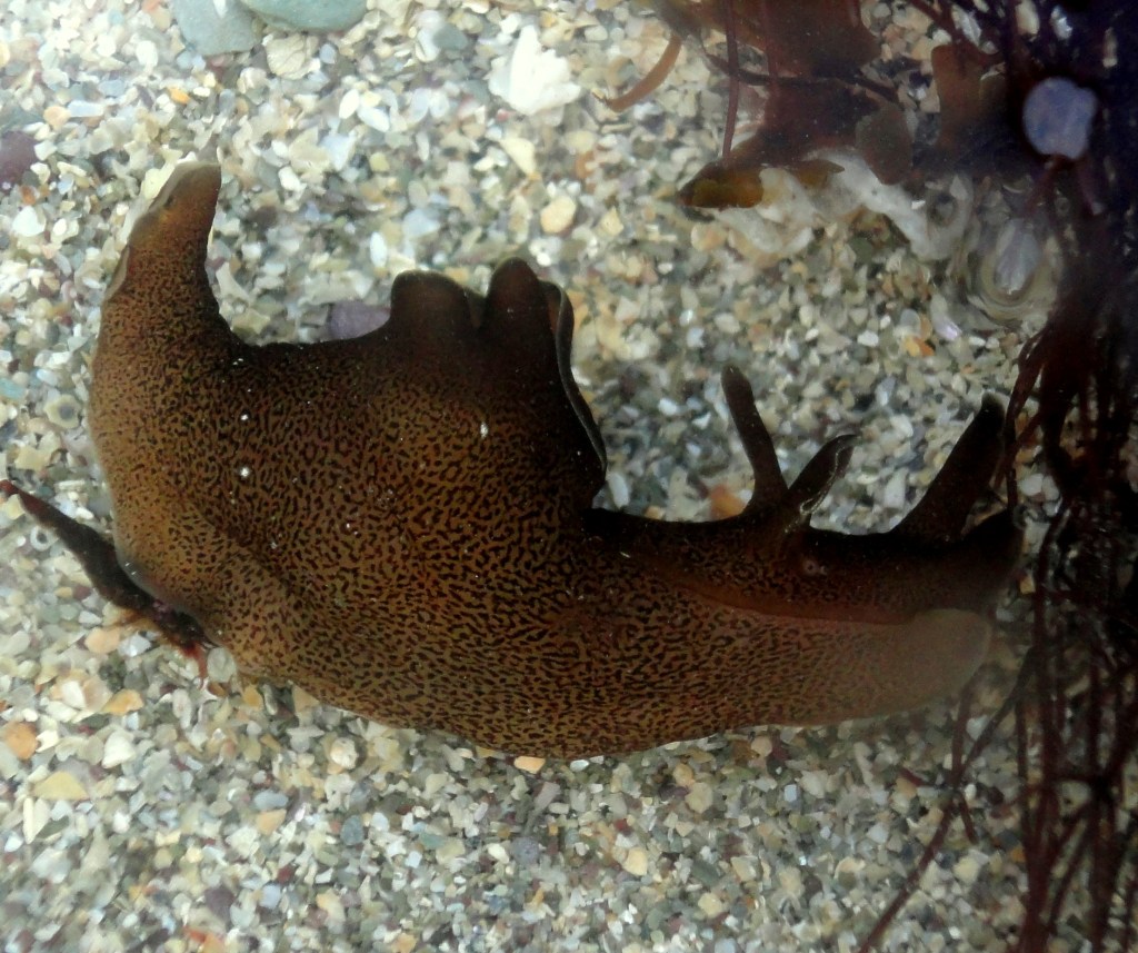 A sea hare arrives on the shore.
