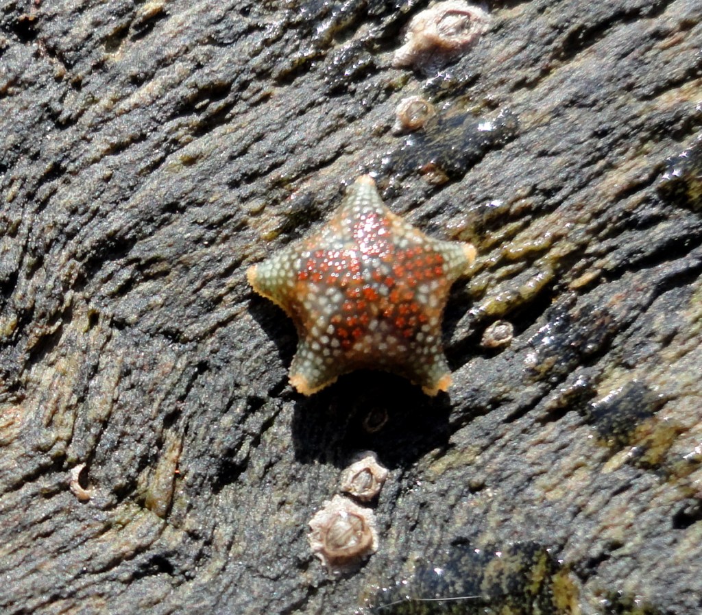 The tiny Asterina phylactica starfish