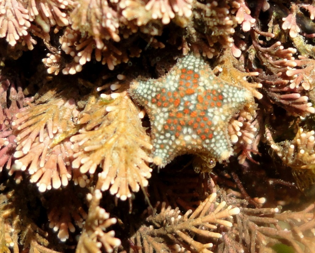ASterina phylactica are easily recognised by the little circles of colour which often form a dark central star shape