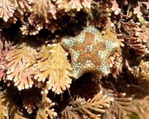 Asterina phylactica are easily recognised by the little circles of colour which often form a dark central star shape