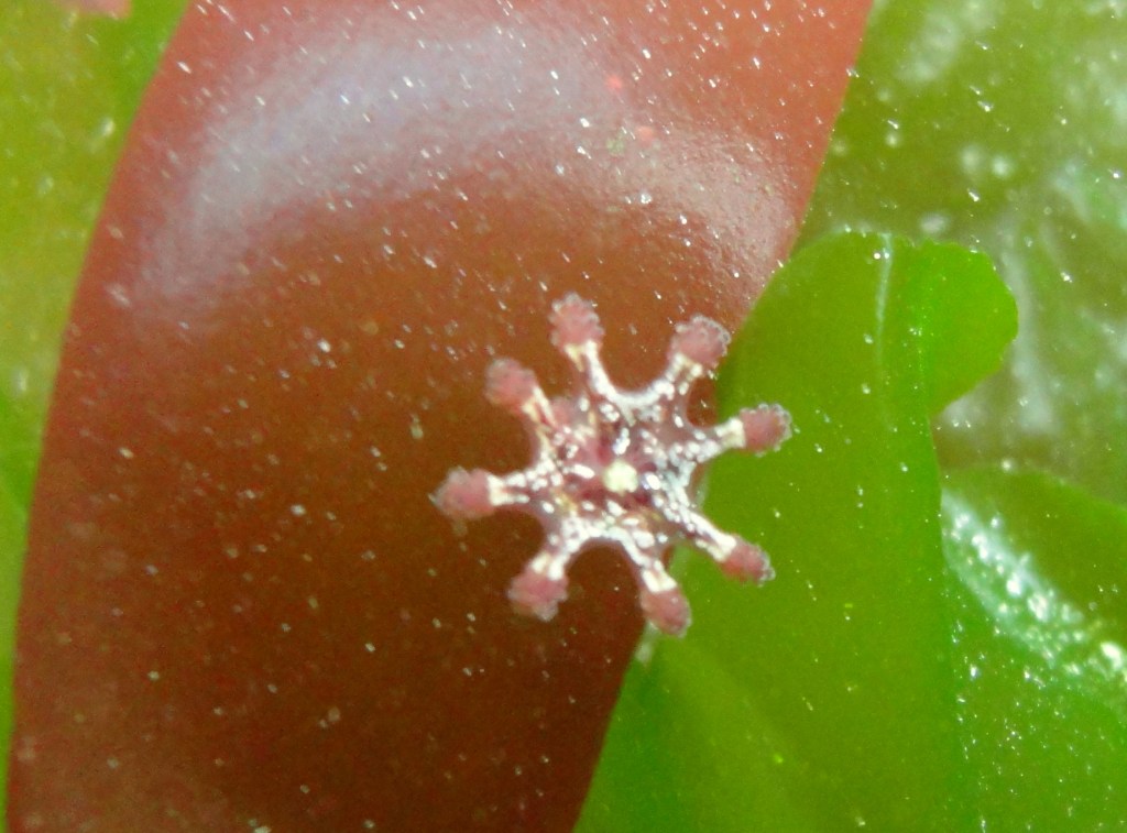 A stalked jelly - Lucernariopsis cruxmelitensis