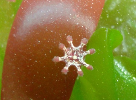 A stalked jelly - Lucernariopsis cruxmelitensis