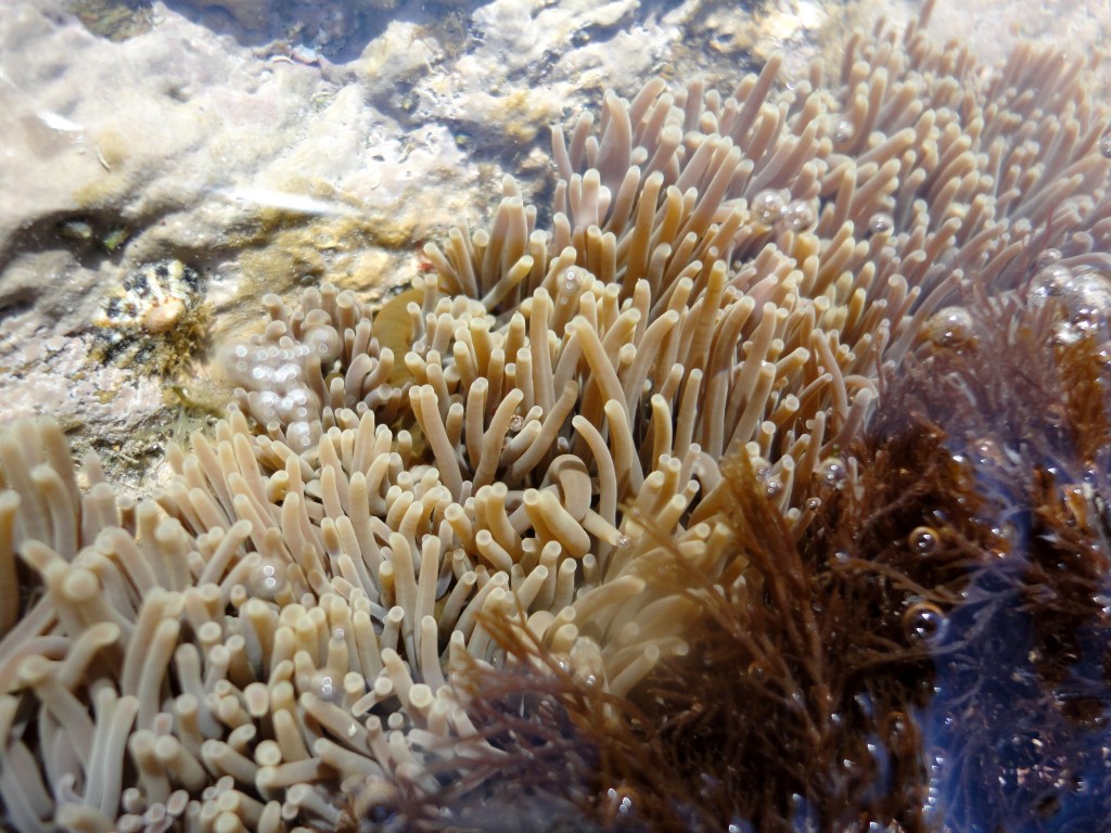 Watching tentacles moving in a pool packed with snakelocks anemones