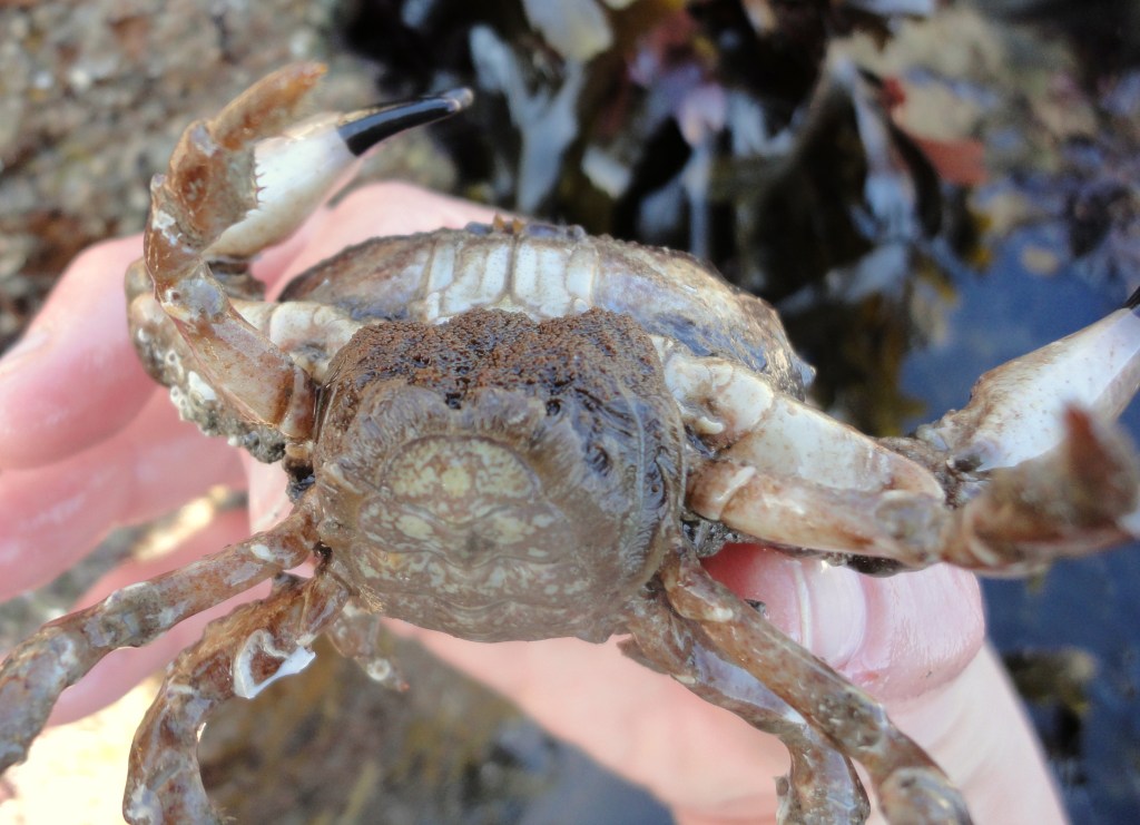A female Xantho incisus crab carrying her eggs